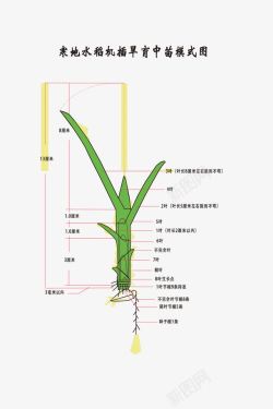 模式图寒地水稻机插旱育中苗模式图高清图片