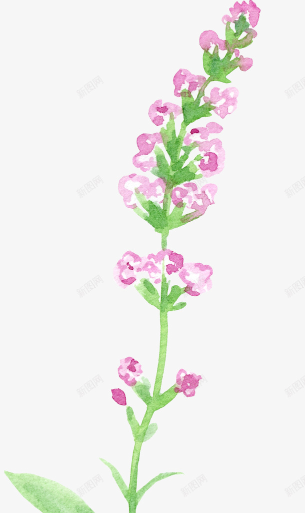 紫色水彩小花束png免抠素材_新图网 https://ixintu.com 水彩 花 花束