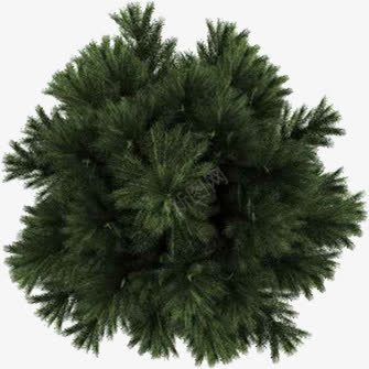 冬日常青植物绿植png免抠素材_新图网 https://ixintu.com 冬日 常青 植物