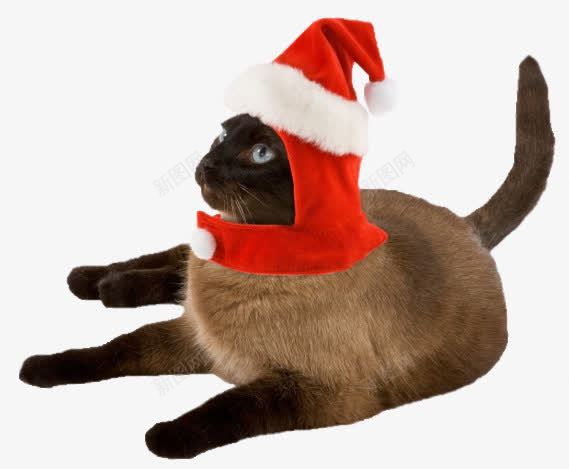 猫圣诞猫趴着的圣诞猫png免抠素材_新图网 https://ixintu.com 圣诞 趴着