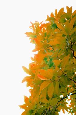 橙色简约树丛装饰图案素材