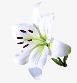 白色花朵花蕊装饰素材