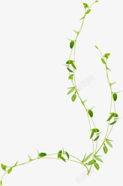 绿色藤蔓植物春季素材