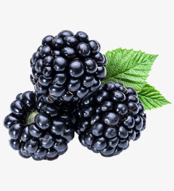 水果树莓png新鲜的黑莓高清图片