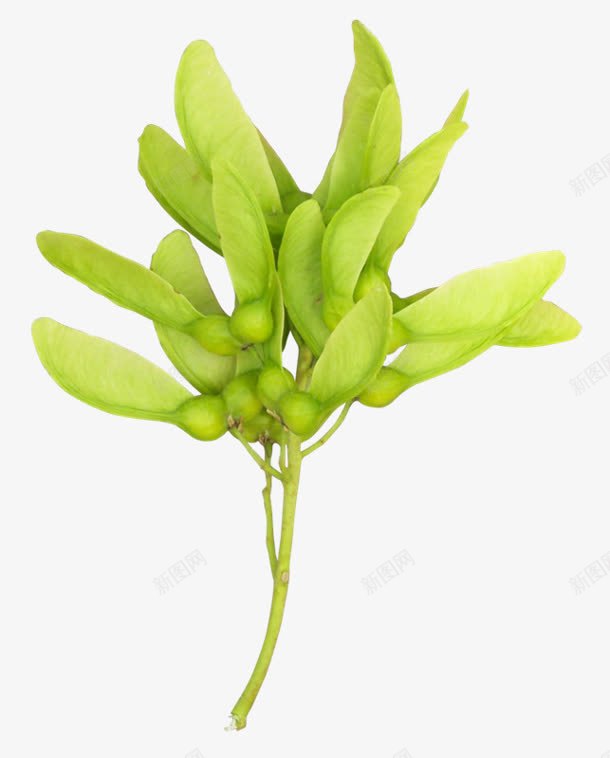 绿色创意花卉植物合成png免抠素材_新图网 https://ixintu.com 创意 合成 植物 绿色 花卉