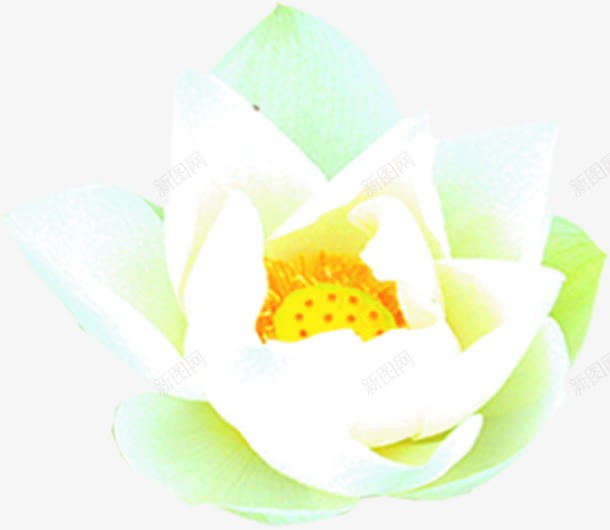 白色手绘梦幻花朵装饰png免抠素材_新图网 https://ixintu.com 梦幻 白色 花朵 装饰