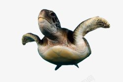 一只海龟一只海龟高清图片
