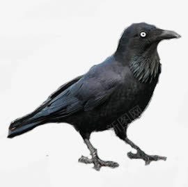 黑色创意鸟儿手绘png免抠素材_新图网 https://ixintu.com 创意 设计 鸟儿 黑色