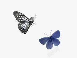 戏蝶蓝色和黑色蝴蝶高清图片
