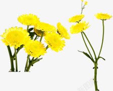 黄色唯美自然小花素材