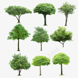 同品种绿树素材