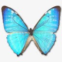形态Zephyritis男性肖像png免抠素材_新图网 https://ixintu.com animal butterfly morpho zephyritis 动物 大闪蝶 蝴蝶
