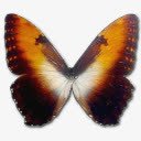 MorphoHecubasunsetIcon图标png_新图网 https://ixintu.com an animal butterfly hecuba morpho sunset 动物 大闪蝶 日落 蝴蝶 赫卡柏