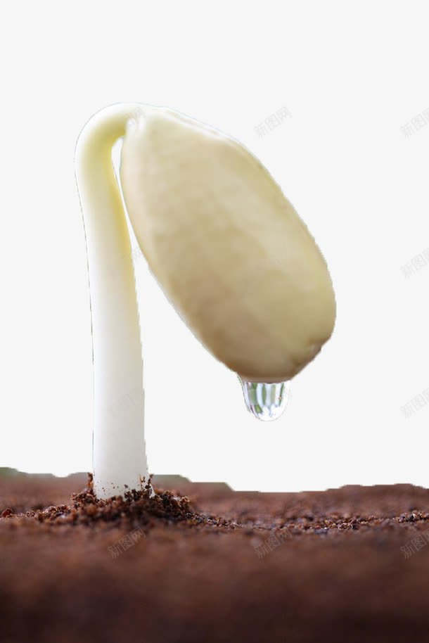 白色滴水豆芽png免抠素材_新图网 https://ixintu.com 发芽的绿豆 土壤 滴水 白色 绿豆芽 蔬菜 豆芽 食材