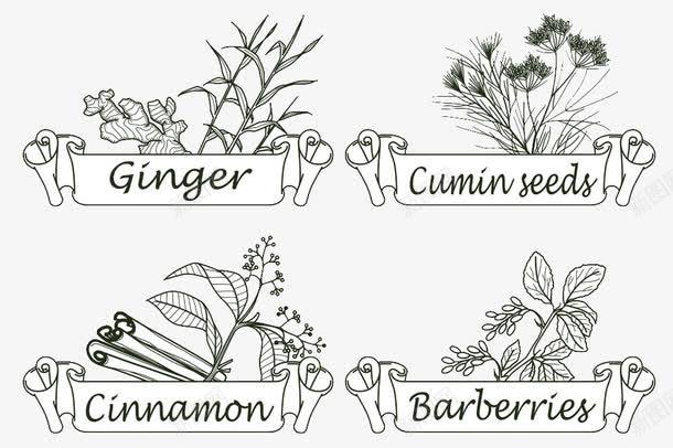植物简图png免抠素材_新图网 https://ixintu.com 香草香料手绘简笔植物餐饮美食