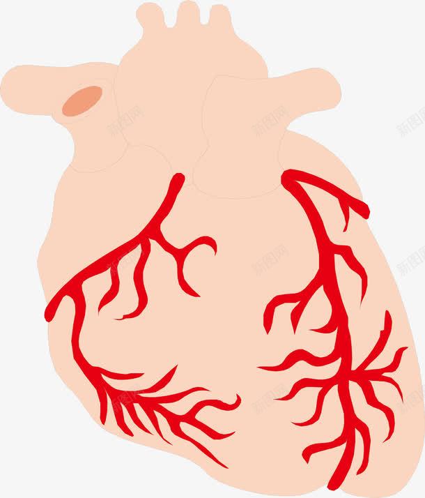 胃部血管png免抠素材_新图网 https://ixintu.com 人体器官 医疗健康 医疗内脏 医疗卡通 医疗器械 医疗科技 医疗科研 胃部血管