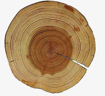 断裂的树轮png免抠素材_新图网 https://ixintu.com 年轮 木 树轮 纹理
