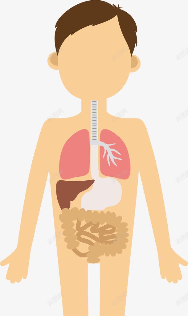 器官元素png免抠素材_新图网 https://ixintu.com png 元素 卡通 器官 模型 生物医药