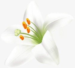 春天白色手绘花朵素材