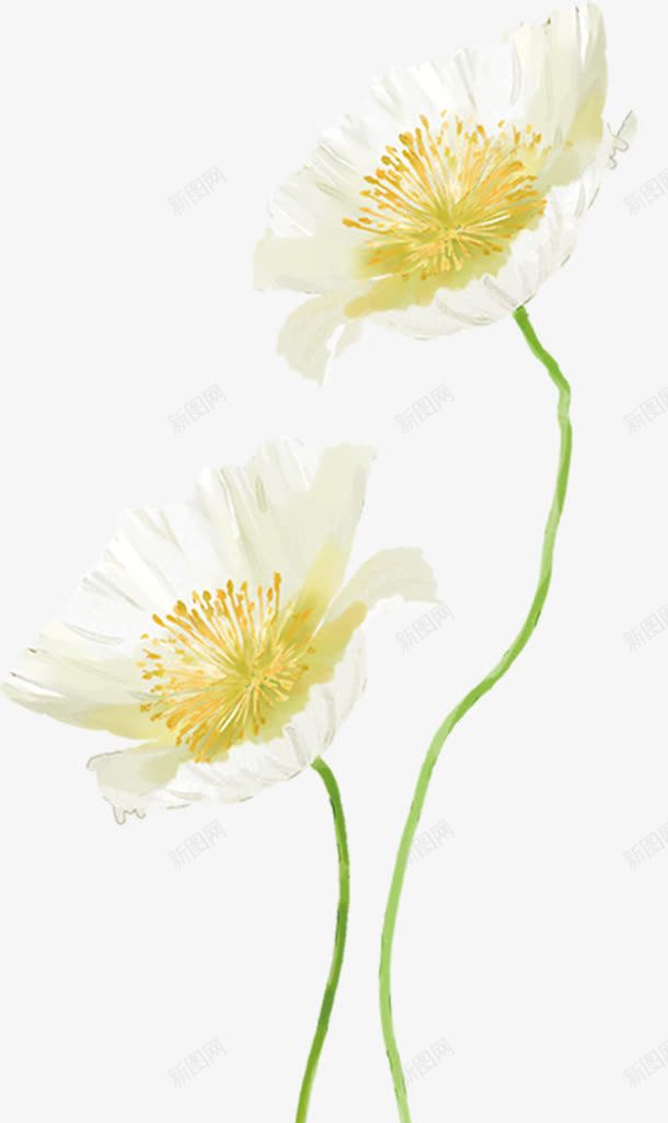 创意教师节海报白色植物花朵png免抠素材_新图网 https://ixintu.com 创意 教师节 植物 海报 白色 花朵