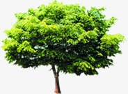 效果夏日植物树木png免抠素材_新图网 https://ixintu.com 夏日 效果 树木 植物