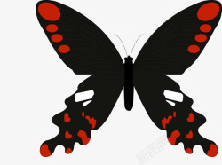 红黑蝴蝶矢量图素材