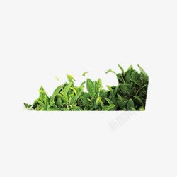 茶言观色绿茶养生休闲素材