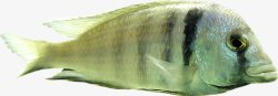 绿黑纹鱼素材
