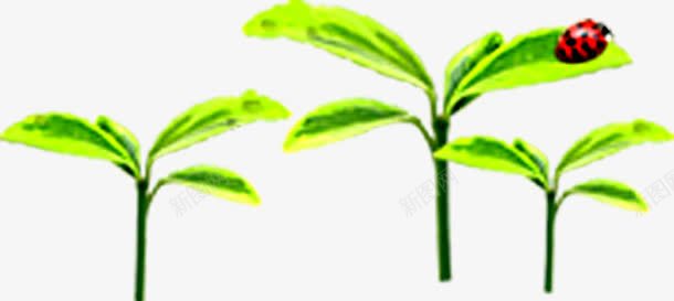 绿色自然发芽植物瓢虫png免抠素材_新图网 https://ixintu.com 发芽 植物 瓢虫 绿色 自然
