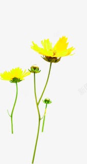 黄色清新夏日花朵植物素材