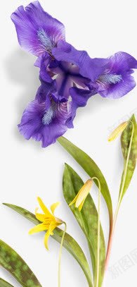 紫色花朵植物树叶夏日png免抠素材_新图网 https://ixintu.com 夏日 树叶 植物 紫色 花朵