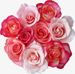 粉玫瑰白玫瑰鲜花素材