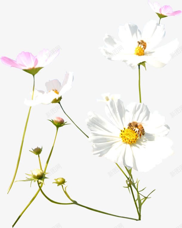春天粉白色植物花朵png免抠素材_新图网 https://ixintu.com 春天 植物 粉白色 花朵