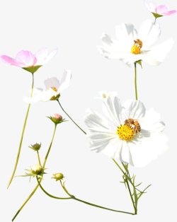 春天粉白色植物花朵素材