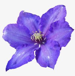花魁紫色鲜花花卉高清图片