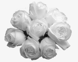 八枝白色玫瑰花儿素材