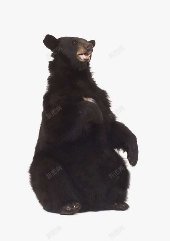 黑熊可爱端坐动物png免抠素材_新图网 https://ixintu.com 动物 可爱 端坐 黑熊