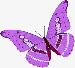 紫色蝴蝶创意广告素材