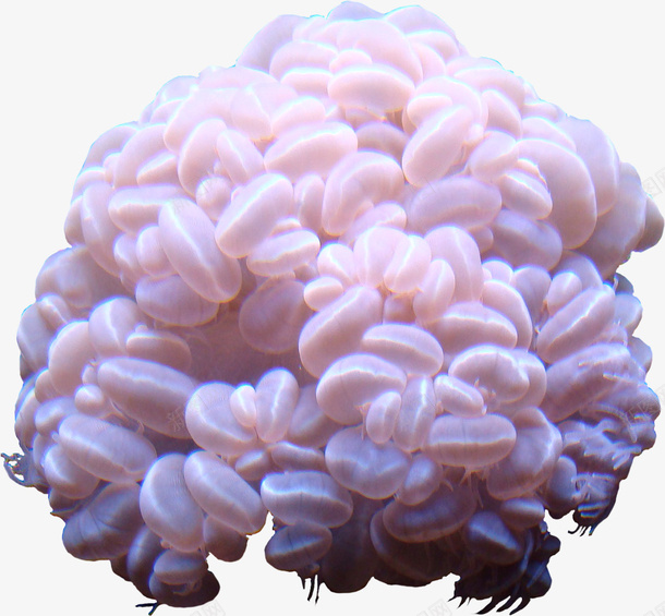 卡通手绘美丽的珊瑚png免抠素材_新图网 https://ixintu.com 创意 动漫动画 卡通手绘 植物 简约 美丽的珊瑚