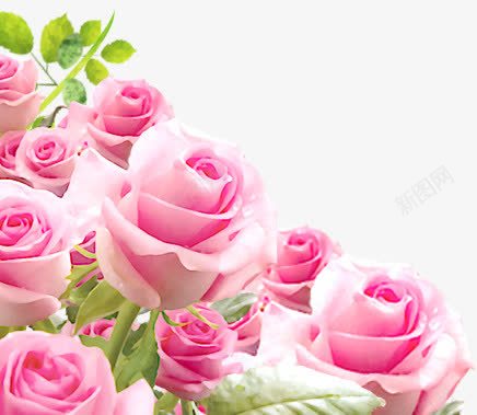 清新粉色玫瑰装饰png免抠素材_新图网 https://ixintu.com 清新 玫瑰 粉色 装饰