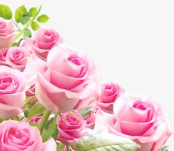 清新粉色玫瑰装饰素材