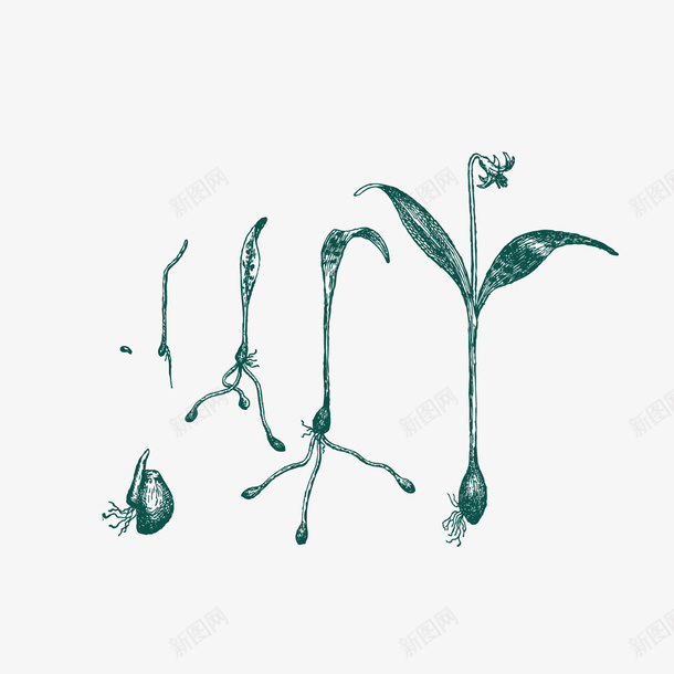 植物成长手绘矢量图ai免抠素材_新图网 https://ixintu.com 成长 手绘图片 树苗 植物 矢量图