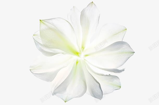 白绿色花朵png免抠素材_新图网 https://ixintu.com 绿色 花朵