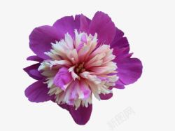 紫色花朵花蕊装饰素材