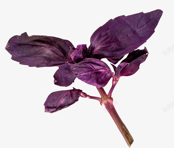 蔬菜叶子png免抠素材_新图网 https://ixintu.com 植物 紫色 菜叶子 食材