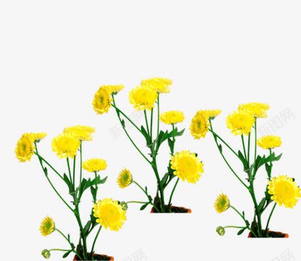 黄色可爱美景花朵png免抠素材_新图网 https://ixintu.com 可爱 美景 花朵 设计 黄色