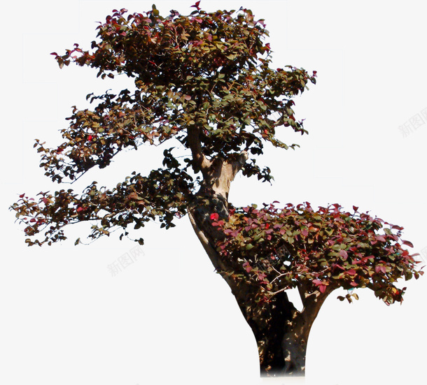 观赏树png免抠素材_新图网 https://ixintu.com 公园 树木 素材 装饰 观景树