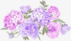 紫色浪漫花朵植物素材