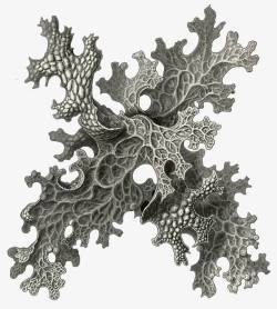 海洋生物素材