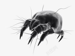 黑色狰狞甲壳虫手绘素材